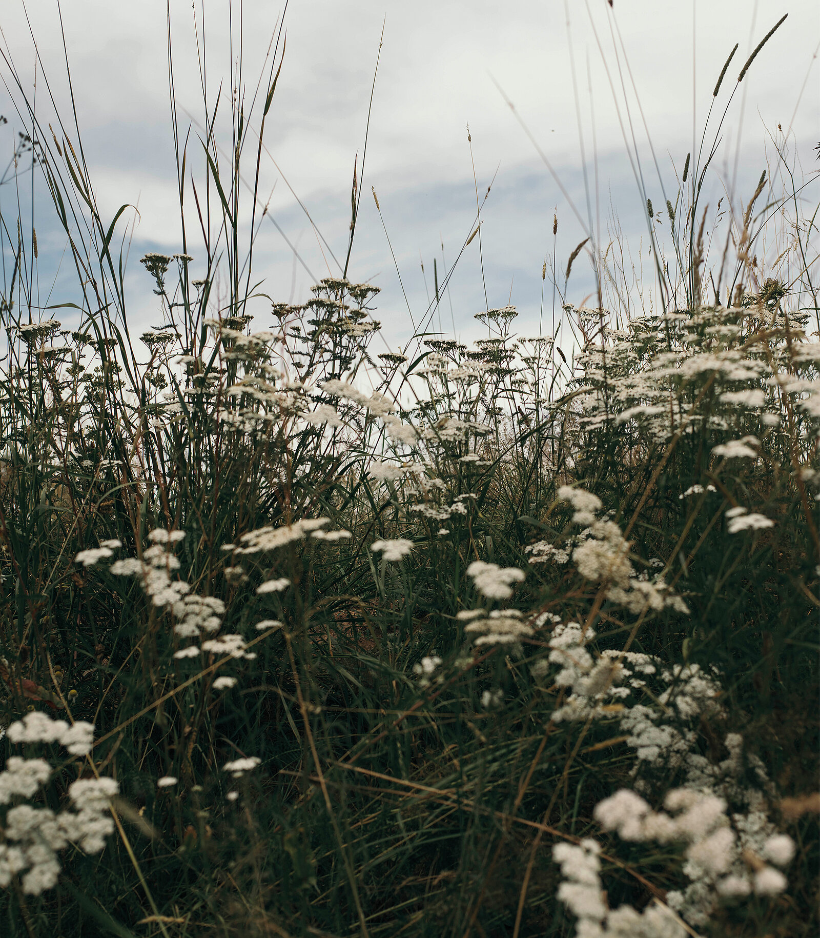 zieflekoch Kontakt Blumenwiese
