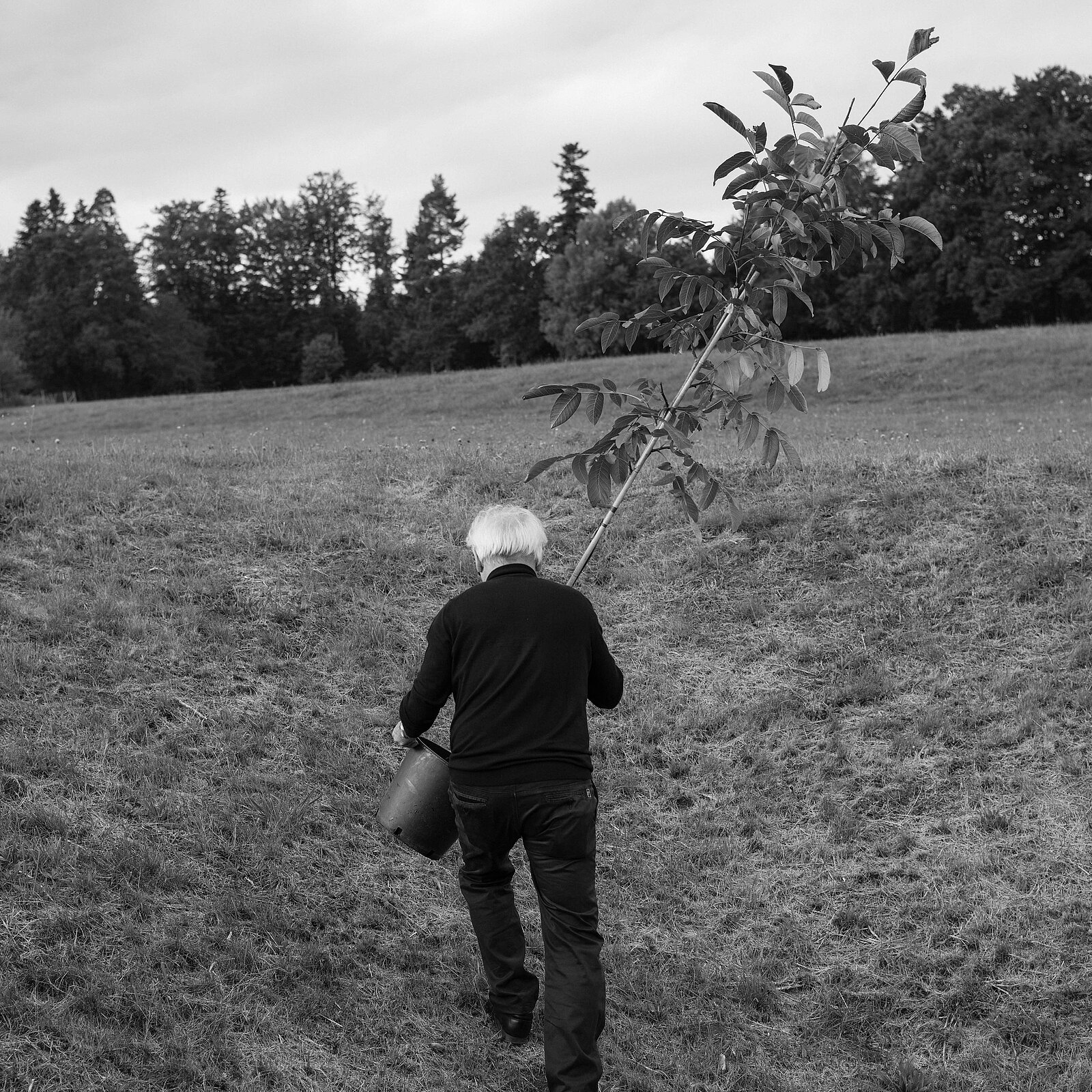 A person with gray hair walks away from the camera, carrying a watering can in one hand and a small tree sapling in the other. They are on a grassy field with trees in the background under a cloudy sky.
